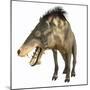 Entelodon, White Background-Stocktrek Images-Mounted Art Print