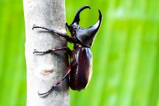 Male Rhinoceros Beetle, Rhino Beetle, Hercules Beetle, Unicorn Beetle, Horn Beetle-enterphoto-Photographic Print