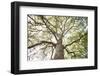 Enticing Oak-Michael Hudson-Framed Art Print