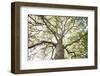 Enticing Oak-Michael Hudson-Framed Art Print