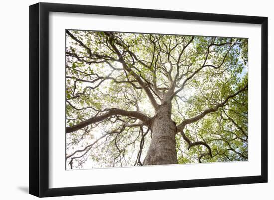 Enticing Oak-Michael Hudson-Framed Art Print