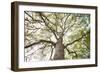 Enticing Oak-Michael Hudson-Framed Art Print