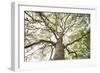 Enticing Oak-Michael Hudson-Framed Art Print