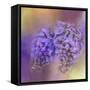 Enticing Wisteria-Jai Johnson-Framed Stretched Canvas