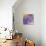 Enticing Wisteria-Jai Johnson-Stretched Canvas displayed on a wall