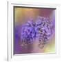 Enticing Wisteria-Jai Johnson-Framed Giclee Print