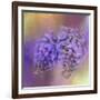 Enticing Wisteria-Jai Johnson-Framed Giclee Print