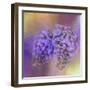 Enticing Wisteria-Jai Johnson-Framed Giclee Print