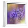 Enticing Wisteria-Jai Johnson-Framed Giclee Print