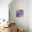 Enticing Wisteria-Jai Johnson-Mounted Giclee Print displayed on a wall