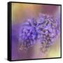 Enticing Wisteria-Jai Johnson-Framed Stretched Canvas