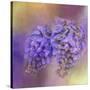 Enticing Wisteria-Jai Johnson-Stretched Canvas