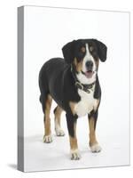 Entlebucher Mountain Dog Standing-Petra Wegner-Stretched Canvas