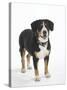 Entlebucher Mountain Dog Standing-Petra Wegner-Stretched Canvas