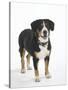 Entlebucher Mountain Dog Standing-Petra Wegner-Stretched Canvas