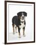 Entlebucher Mountain Dog Standing-Petra Wegner-Framed Premium Photographic Print