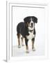 Entlebucher Mountain Dog Standing-Petra Wegner-Framed Premium Photographic Print