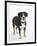 Entlebucher Mountain Dog Standing-Petra Wegner-Framed Premium Photographic Print