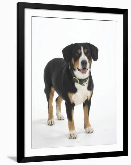 Entlebucher Mountain Dog Standing-Petra Wegner-Framed Premium Photographic Print