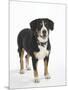 Entlebucher Mountain Dog Standing-Petra Wegner-Mounted Premium Photographic Print