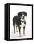 Entlebucher Mountain Dog Standing-Petra Wegner-Framed Stretched Canvas