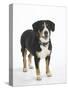 Entlebucher Mountain Dog Standing-Petra Wegner-Stretched Canvas