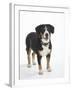 Entlebucher Mountain Dog Standing-Petra Wegner-Framed Photographic Print