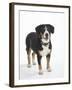 Entlebucher Mountain Dog Standing-Petra Wegner-Framed Photographic Print