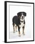 Entlebucher Mountain Dog Standing-Petra Wegner-Framed Photographic Print