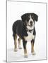 Entlebucher Mountain Dog Standing-Petra Wegner-Mounted Photographic Print