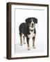 Entlebucher Mountain Dog Standing-Petra Wegner-Framed Photographic Print