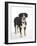 Entlebucher Mountain Dog Standing-Petra Wegner-Framed Photographic Print