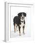 Entlebucher Mountain Dog Standing-Petra Wegner-Framed Photographic Print