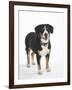 Entlebucher Mountain Dog Standing-Petra Wegner-Framed Photographic Print