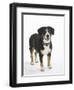 Entlebucher Mountain Dog Standing-Petra Wegner-Framed Photographic Print