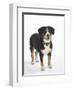 Entlebucher Mountain Dog Standing-Petra Wegner-Framed Photographic Print