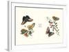 Entomology I-null-Framed Art Print