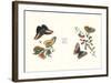 Entomology I-null-Framed Art Print