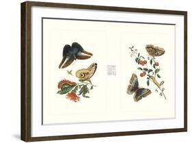 Entomology I-null-Framed Art Print