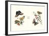 Entomology I-null-Framed Art Print
