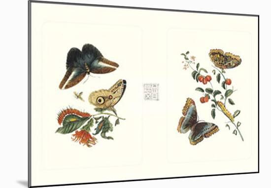 Entomology I-null-Mounted Art Print