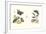 Entomology II-null-Framed Art Print