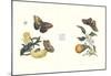 Entomology II-null-Mounted Art Print