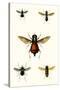 Entomology Series III-Blanchard-Stretched Canvas
