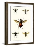 Entomology Series III-Blanchard-Framed Art Print