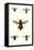 Entomology Series III-Blanchard-Framed Stretched Canvas