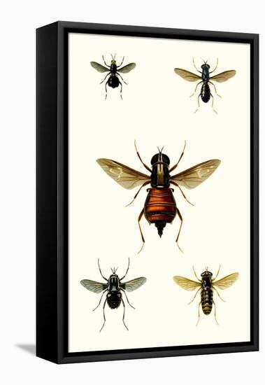 Entomology Series III-Blanchard-Framed Stretched Canvas