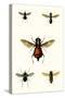 Entomology Series III-Blanchard-Stretched Canvas