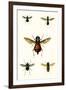Entomology Series III-Blanchard-Framed Art Print
