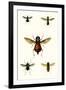 Entomology Series III-Blanchard-Framed Art Print